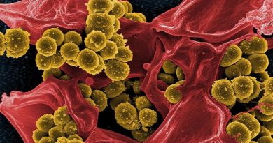 Bacterias mortales se sienten atraídas por la sangre humana
